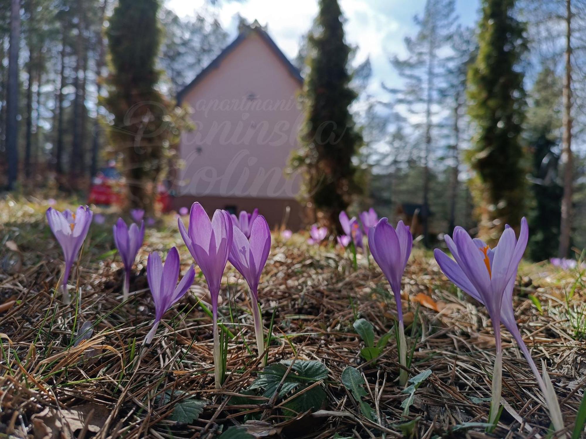 Appartamento Planinska Dolina